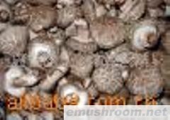 供应香菇