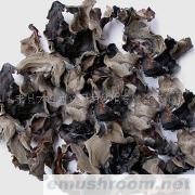 大量供应毛木耳