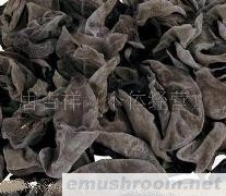 供应椴木有机黑木耳(图)