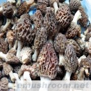 供应野生ManBetX体育