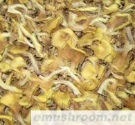 供应黄金菇