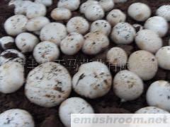 供应草菇，鸡腿菇，双孢菇平菇白灵菇等