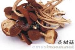 供应茶树菇