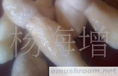 供应盐水鸡腿菇