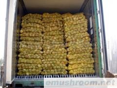 供应出口香菇菌棒