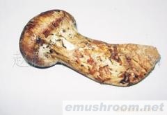 供应松茸/日本餐料/干货