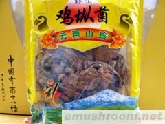 供应野生鸡棕菌