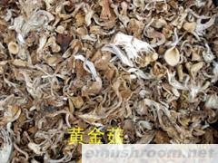 批发黄金菇