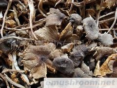 批发供应；野生菌 牛肝菌 鸡纵 Manbetx体育手机版推荐A9版本 土特产