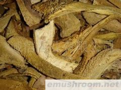 批发供应 野生菌 黄虎掌，ManBetX体育，牛肝菌