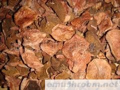 批发供应； 红乳牛肝 精品货 食用菌 特产品