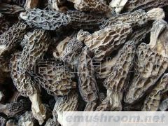 批发 野生菌 牛肝菌 Manbetx体育手机版V17版本发布.官网安卓网.香港  A级