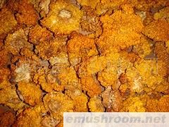 批发供应 黄耳　金耳 木耳  牛肝菌 云南特产