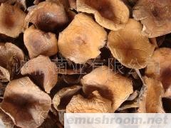 供应 野生菌 牛肝菌 奶江菌 松乳菇 绿色食品