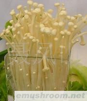 大量供应黄金针菇，腌渍金针菇，可代加工。