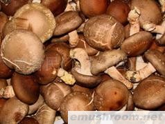 供应鲜香菇