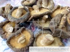 供应香菇