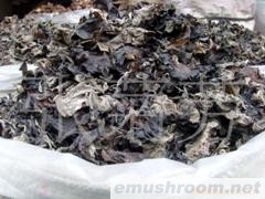 供应木耳