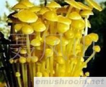 供应金针菇