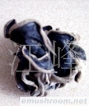 供应有机黑木耳多糖