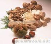 供应新鲜菌A2款