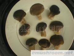 供应盐渍平菇,