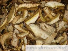 供应 （黄牛肝干片） 野生菌干片 牛干菌 野生菌