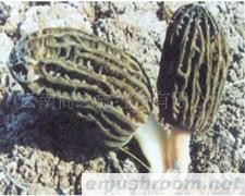 尖头Manbetx体育手机版推荐A9版本 品质不是吹 最宜中老年 入药益肠胃