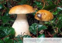 牛肝菌味美 美在晕之外 黑白红黄华 全是高档菜