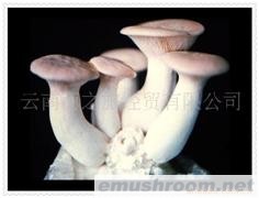 竹荪菌之花 营养食客夸 原是草八珍 国宴常见她