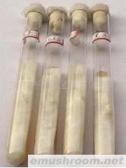 批发供应草菇,鸡腿菇,双孢菇平菇白灵菇等菌种
