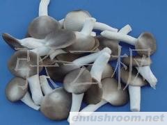 现大量供应袖珍菇 秀珍菇(图)