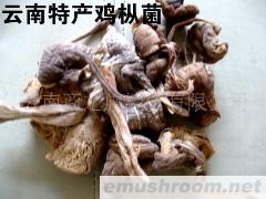 野生菌鸡枞 味道特别香 佳肴端上来 神仙都投降