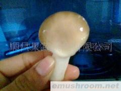 供应秀珍菇(图)