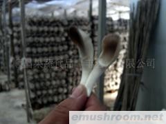 供应袖珍菇