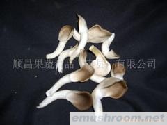 供应秀珍菇