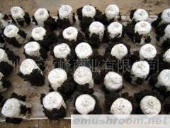 供应有机ManBetX体育