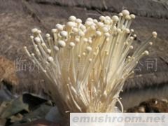 供应金针菇