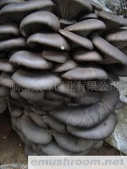 供应平菇