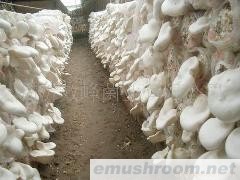 供应白灵菇