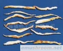 供应香菇丝(花菇丝)
