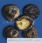 供应光面花菇/香菇二级