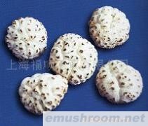 供应出口级花菇/香菇--天白花特一级