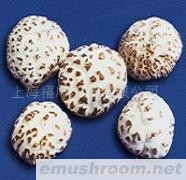 供应出口级花菇/香菇--天白花特二级