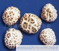 供应出口级花菇/香菇--天白花特三级