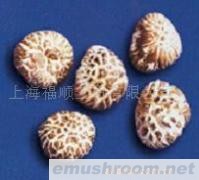 供应出口级花菇--茶花一级