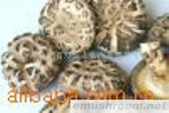 供应香菇