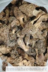 供应野生Manbetx体育手机版V17版本发布.官网安卓网.香港