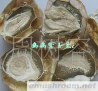 批发供应竹荪蛋片　干品