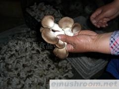 供应秀珍菇